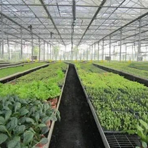 greenhouse ground cover